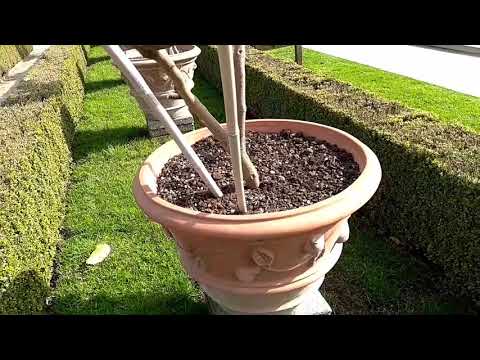 Camera Review Meizu M6S