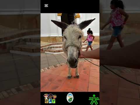 Descubre cómo se vive el DOMINGO DE RAMOS en CAPITANEJO SANTANDER✨ #capitanejo #semanasanta2025✝