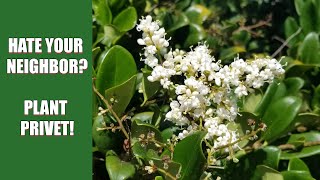 Hate your neighbor?  Plant Privet!