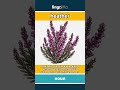 heather - a small plant with tiny pur... video thumbnail