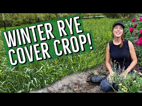Winter Rye Cover Crop for the Home Garden