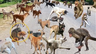 Epic Scene! Monkeys Wiped All Dogs In India Again Because The Dogs Torture Baby Monkeys Brutally