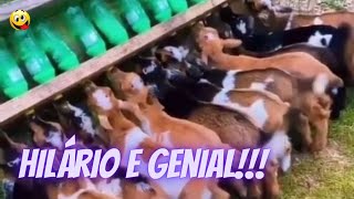 Very Funny Animal Videos # 4 Watch This!