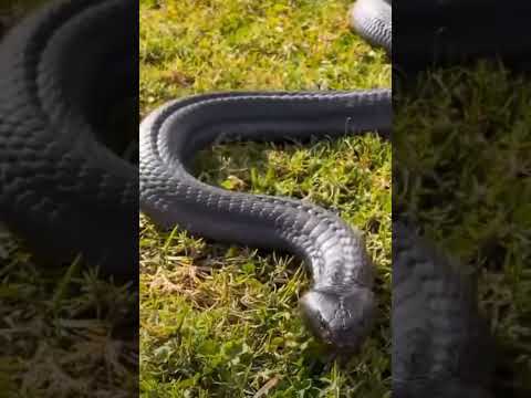 Snake 🐍🌺💐how to viral video on snack video, snack video kaise viral kare