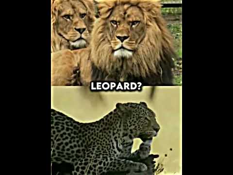 Lion VS All Animals #shorts #lion #tigers #elephant #animals