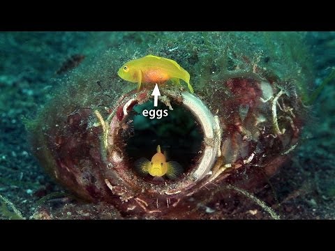 Mucky Secrets - Part 8 - Sea Moths, Flying Gurnards, Blennies & Gobies - Lembeh Strait