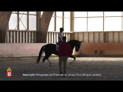 20/06/29 1 Mostarda R - Projecto para Cavalos Lusitanos Jovens no Ensino