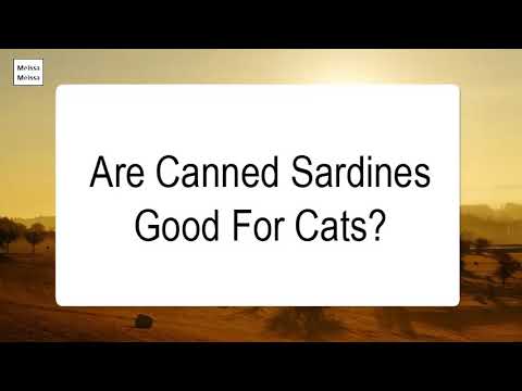 Are Canned Sardines Good For Cats