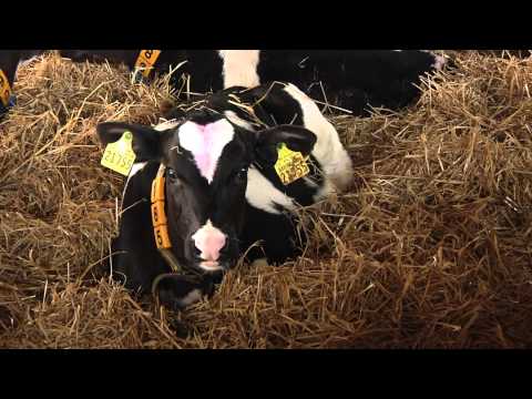 Herzenssache - Kuh-Komfort auf dem Wirtschaftshof Sachsenland