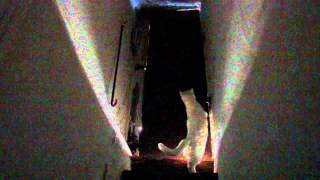 Black Eyed Dog | I To The Sky (official video)