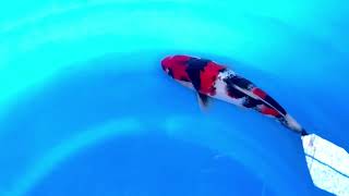 video van Showa SH-V24-0101