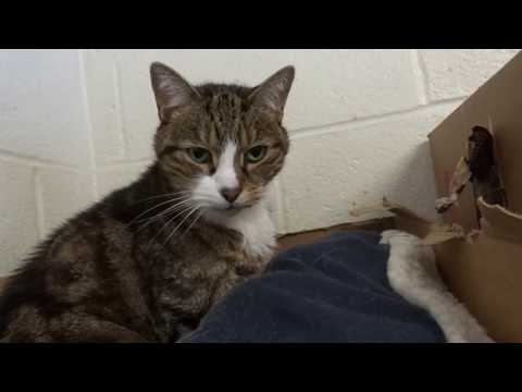 Tiger, an adopted Domestic Short Hair in Mt. Vernon, NY_image-1