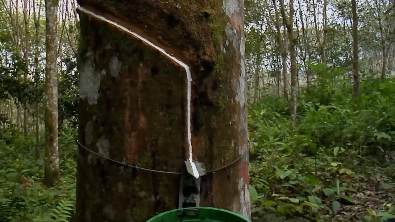 ASOPROCAUCHO ENTREGA DE RECURSOS   EL RETORNO   GUAVIARE