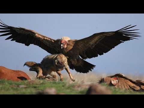 フランスの夜行性猛禽類 - 定義