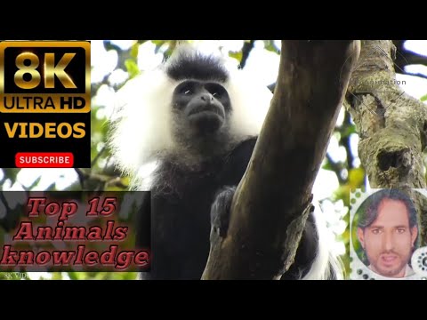 Wildlife of Asia 8k Scenic Animals Film with Inspiring Music