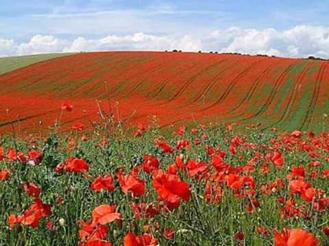 In Flanders Fields by John McCrae (May 1915)