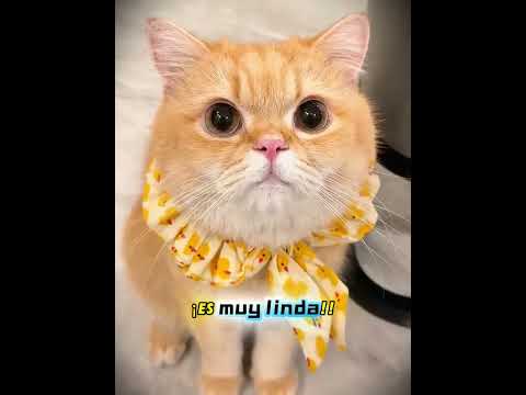 ¡De repente se cayó un gatito del techo!🤣🐱mini wood toy | woodworking art skills | hand crafts