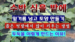 [텃밭농부 2,218]  수박밭에 밑거름 넣고 토양만들기. 두둑을 이렇게 만드는 이유! #수박재배