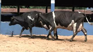 Vídeo 65 - 1ª ETAPA MEGA LIQUIDAÇÃO TOTAL AGROPECUÁRIA MARAJOARA - DIA 4 | GADO GIROLANDO E HOLANDÊS