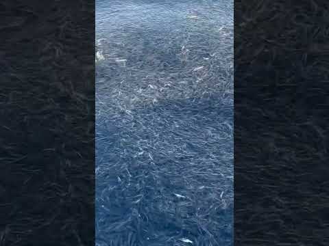Mullus surmuletusについて詳しく解説