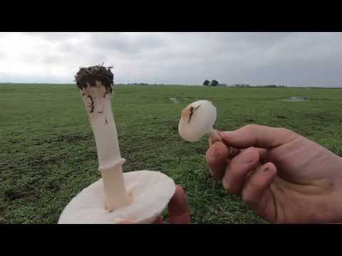 Potraga za gljivama, RANOG OKTOBRA. PAŠNJACI-LIVADE. Prvi deo.