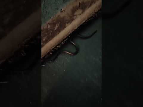 serpiente cazadora HOBO HUILA 🌎