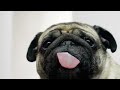 10 Hours Of Pug Licking Screen I M Looking At Money