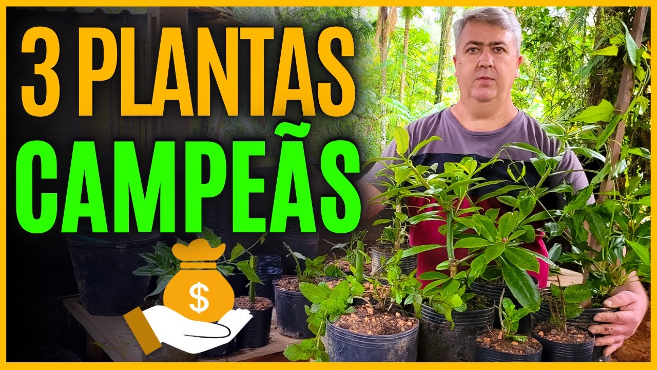 PLANTAS FÁCEIS DE PRODUZIR E VENDER | passo a passo