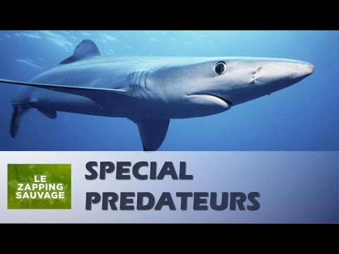 PRÉDATEURS 2/3 (FRANCE 5/BBC) - ZAPPING SAUVAGE 51