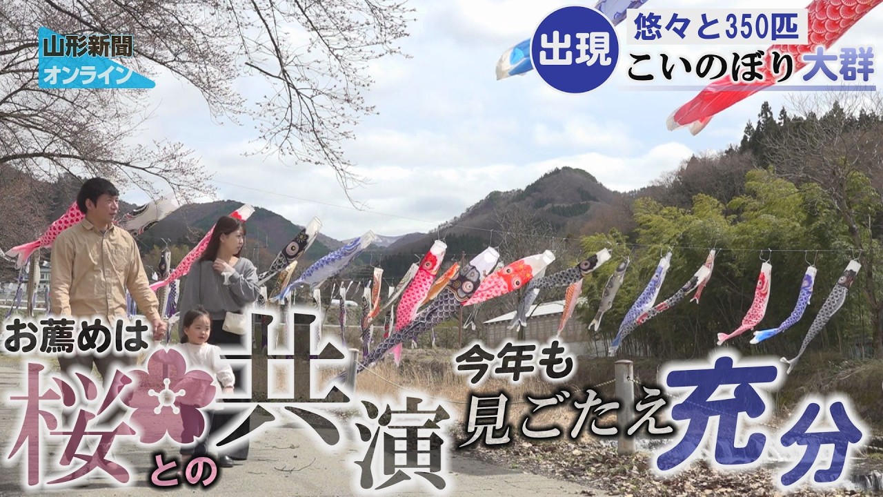 こいのぼり大群出現!?悠々と350匹　山形市上東山