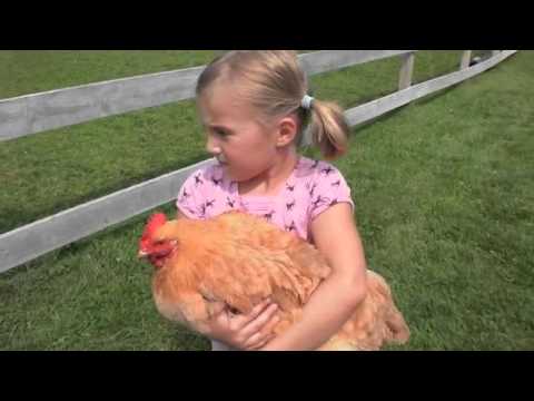 How to Hold a Chicken