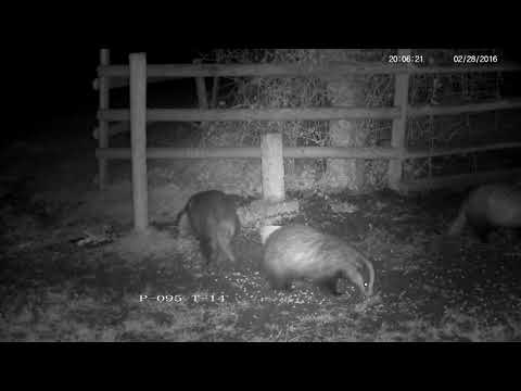 Rural badgers being grumpy and groany and growly - with sounds