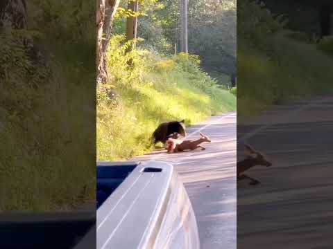 sloth bear attacking on dear on road Jungle Safari animal wildlife resarv #slothbear #Slothbeavslion