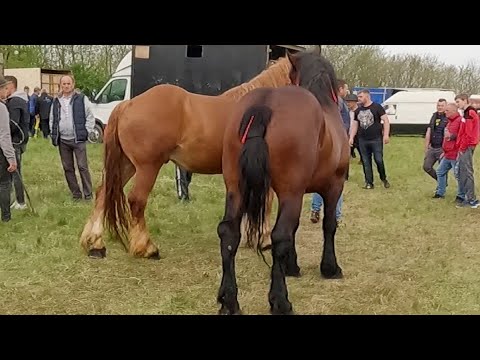 Caii lui Baciu Zoli de la Micula-Satu Mare 2022