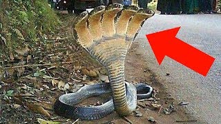 10 ЖИВОТНЫХ, В СУЩЕСТВОВАНИЕ КОТОРЫХ СЛОЖНО ПОВЕРИТЬ