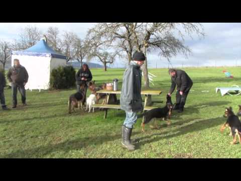 Orex vom Haus Hollenstein, Teil 4 - Impressionen Welpenkurs von Barbara Hollenstein