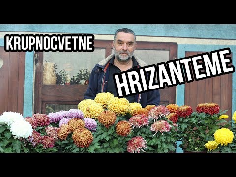 Hrizanteme krupnocvetne