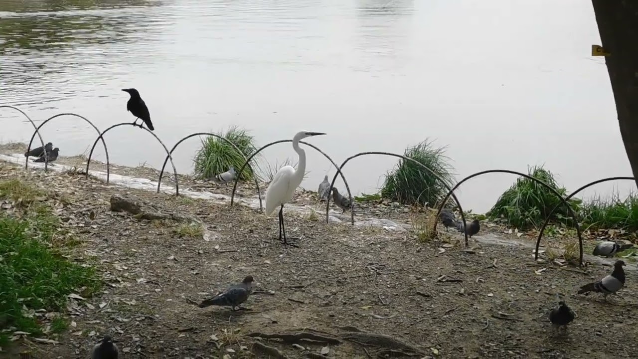 明石公園　野鳥　サギ