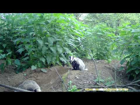 Małe borsuki z mamusią 🦡🦡🦡 fotopułapka HC801LTE.