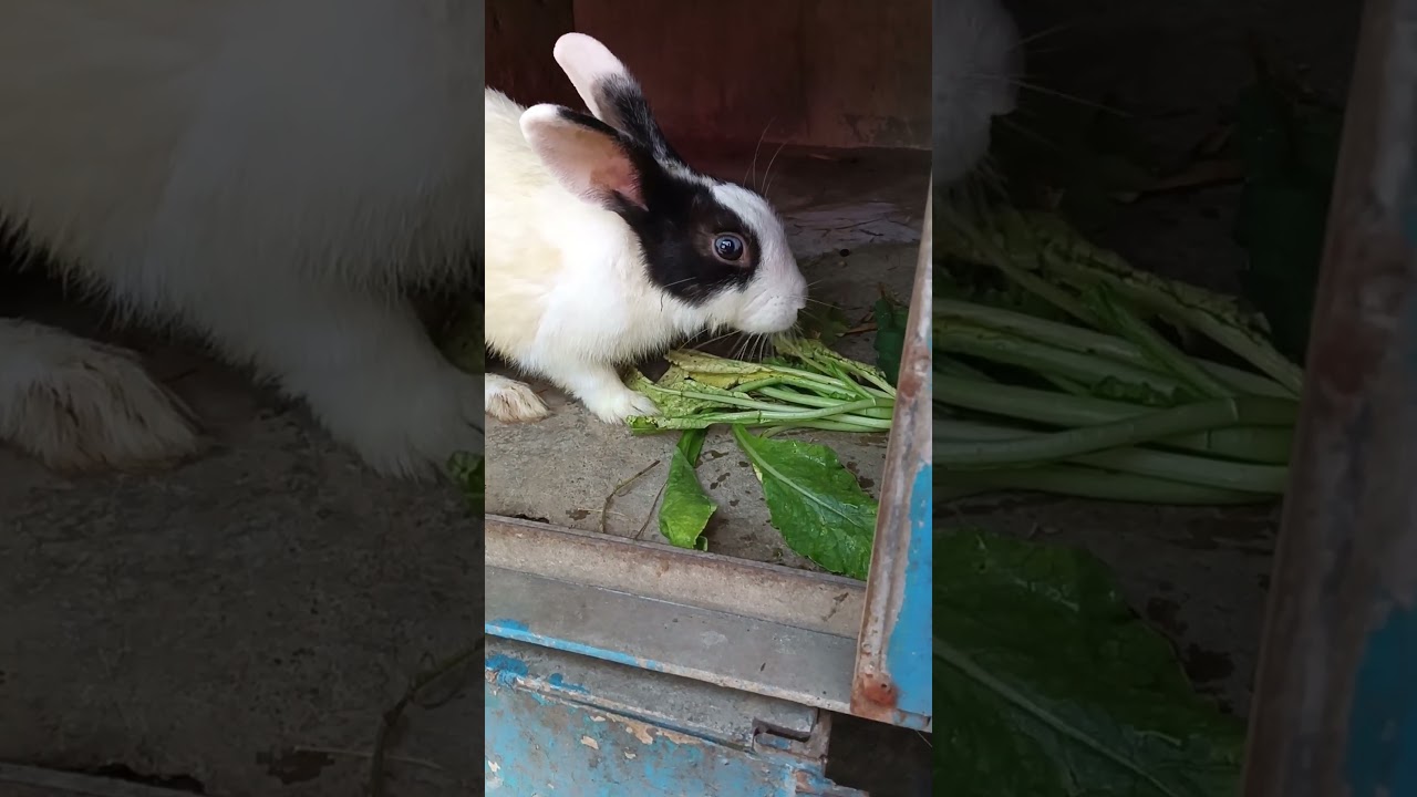cute rabbit 🐇 like & subscrib