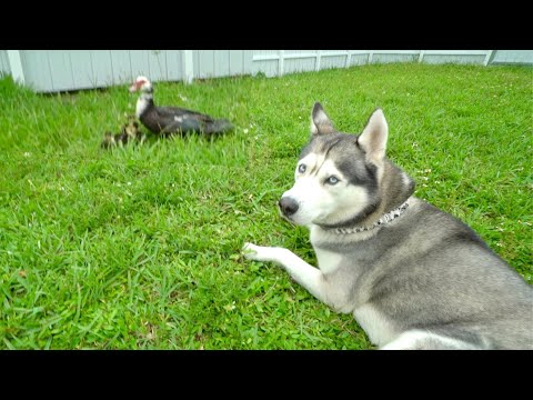 Husky fogyni. Kapcsolódó kérdések: