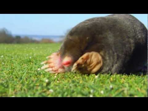 download lagu mp3 mp4 Taupier Normandie, download lagu Taupier Normandie gratis, unduh video klip Taupier Normandie