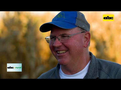 Récord mundial en cosecha de granos de maíz