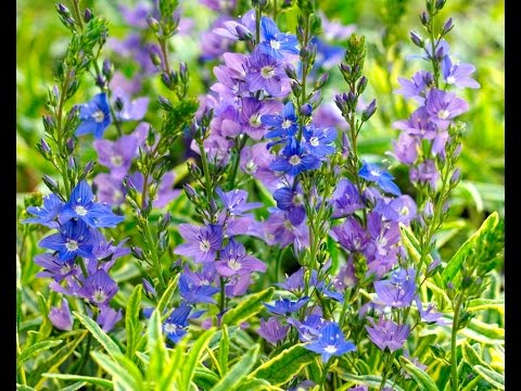 Best Perennials, Veronica 'Goldwell' (Speedwell)