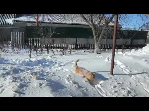 Кот в снегу / Cat in snow