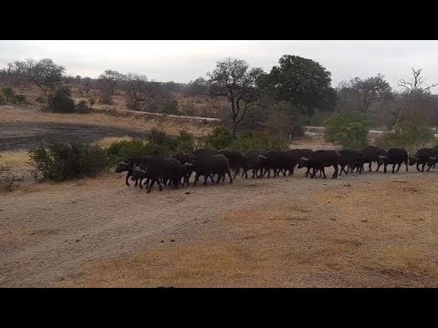 Djuma: Large African Buffalo herd-Pt:1 - 07:47 - 07/27/19