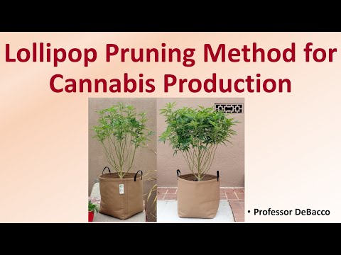 , title : 'Lollipop Pruning Method for Cannabis Production'
