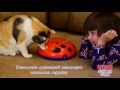 Видео о товаре Игрушка трек для кошек GLIDE 'N SEEK, на батарейках / KONG (США)