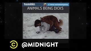 Matt Braunger, Jo Koy, Jen Kirkman - Survival of the Dickish - @midnight w/ Chris Hardwick