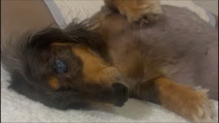 【ひそひそトーク】ネルくんとパパのゲリライブ🐶 | 作業や勉強、睡眠のおともに | 犬のいる暮らし